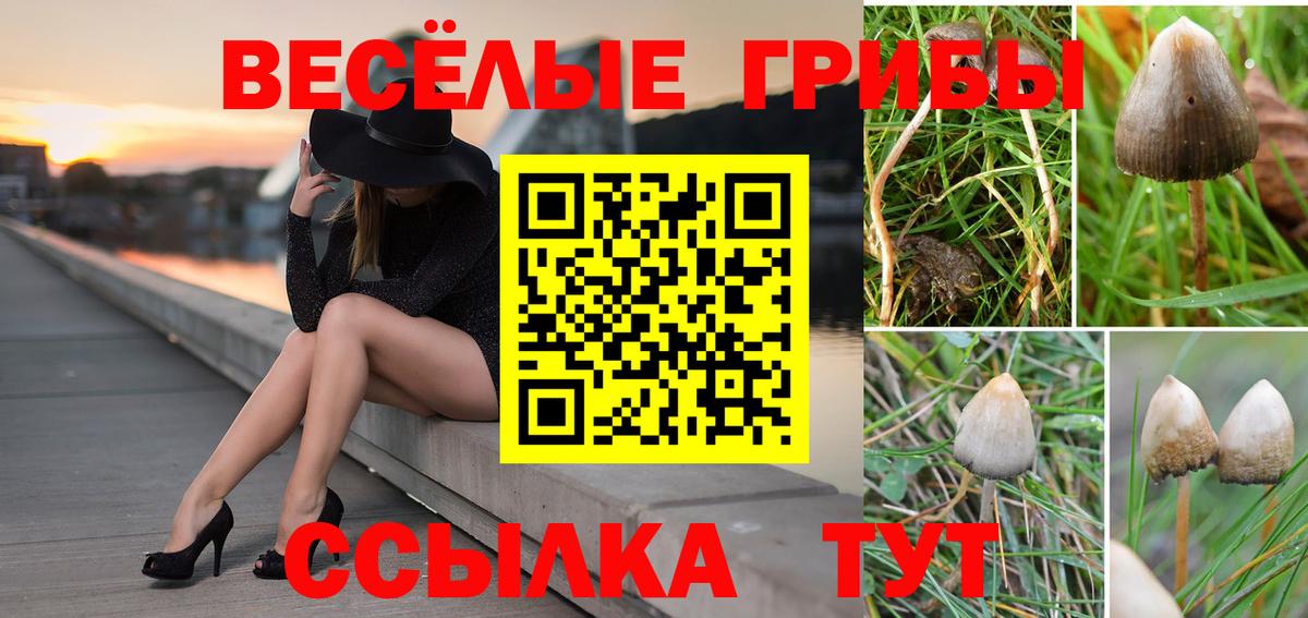 Галлюциногенные грибы Psilocybine cubensis  Псилоцибиновые грибы Psilocybe  Выкса  Вход с VPN 